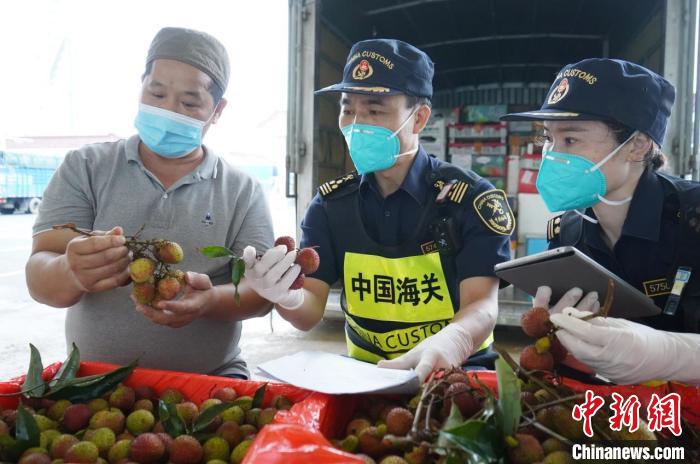 拱北海關(guān)助推高州荔枝搭上供澳“直通車”