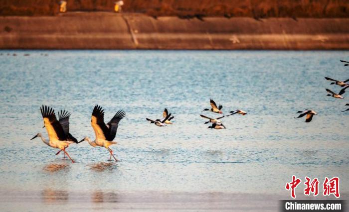 鳥兒在水面上低空飛翔。(資料圖) 孫家錄 攝