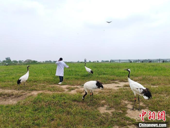 丹頂鶴和飼養(yǎng)員互動(dòng)?！」热A 攝