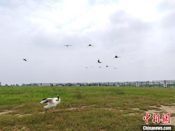 丹頂鶴在天空翱翔。　谷華 攝