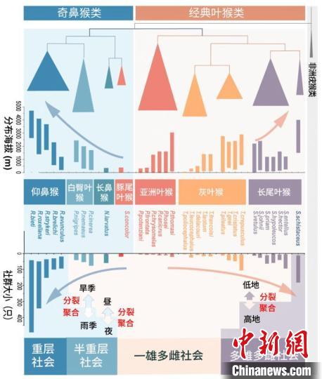 西北大學金絲猴研究團隊揭示靈長類社會演化之謎