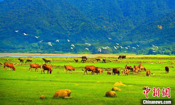 廣東科學治理“地球癌癥”：沙退林進點“石”成“金”