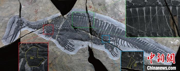 遠安地區(qū)發(fā)現(xiàn)的早三疊世海生爬行動物化石 湖北省地質局吳奎研究團隊 供圖
