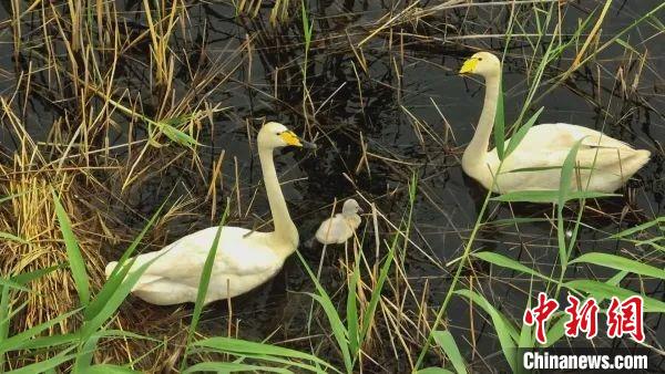 新疆瑪納斯國家濕地公園首次發(fā)現(xiàn)野生大天鵝自然繁殖