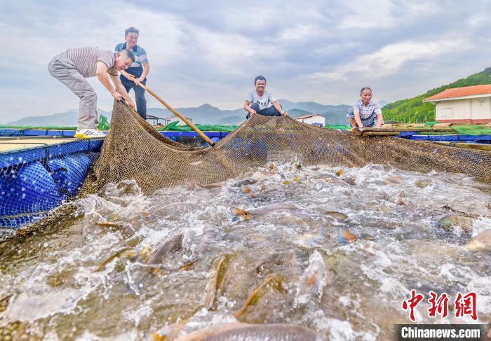 村民在漁排收獲紅鼓魚。(資料圖) 李郁 攝