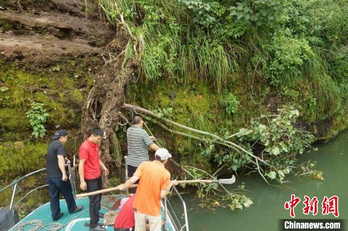 珍稀丹霞梧桐首次實現(xiàn)整群異地遷種落戶華南國家植物園