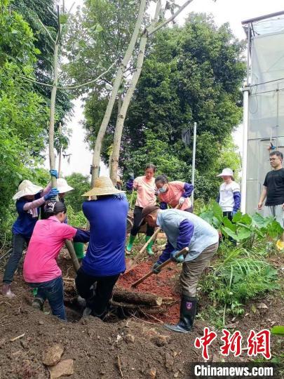 遷地種植現(xiàn)場 丹霞山管委會 供圖