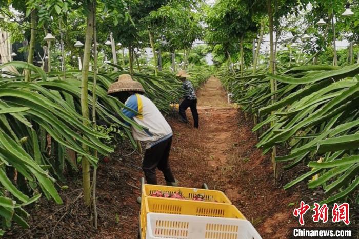 儋州市中和鎮(zhèn)水井嶺水果種植基地的火龍果迎來采摘期?！×栝?攝