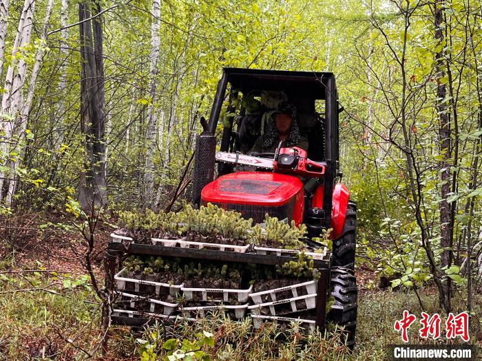 兩代護林人的綠色夢想：植此青松，成此青山