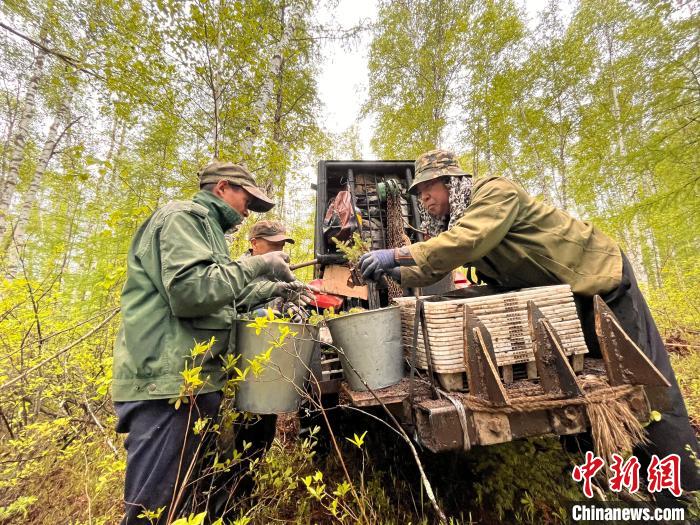 圖為林業(yè)職工利用機械設備運送苗木。　張旭 攝