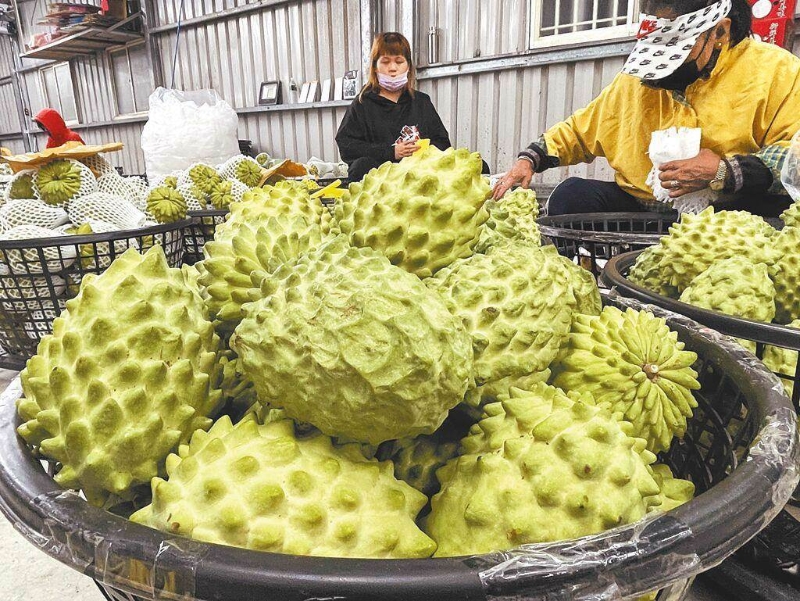 大陸近日宣布恢復(fù)鳳梨釋迦銷陸。（報(bào)系資料照）