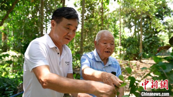 圖為鄭道錦(右)和兒子鄭立平(左)在自家藥園中查看南藥長勢?！￡愑⑶?攝