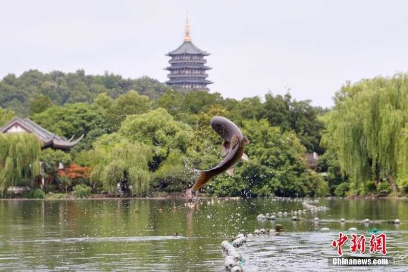 杭州西湖“魚躍龍門”吸引游人