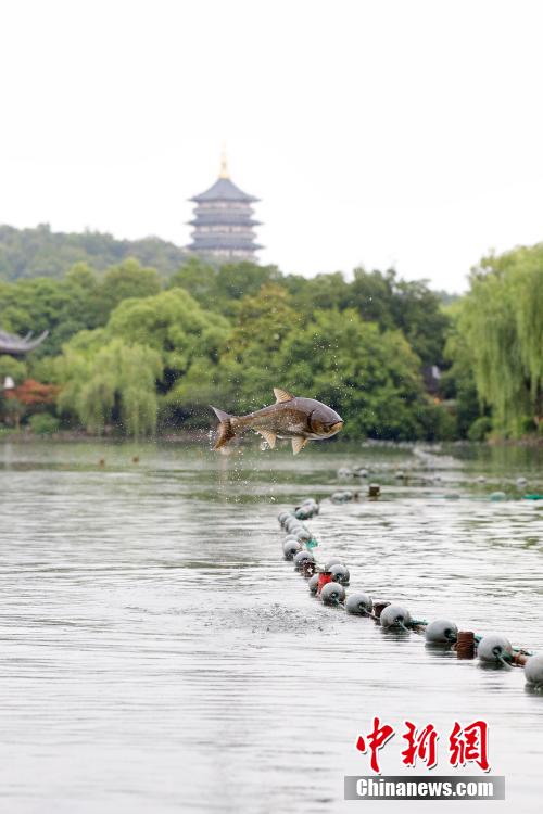 杭州西湖“魚躍龍門”吸引游人