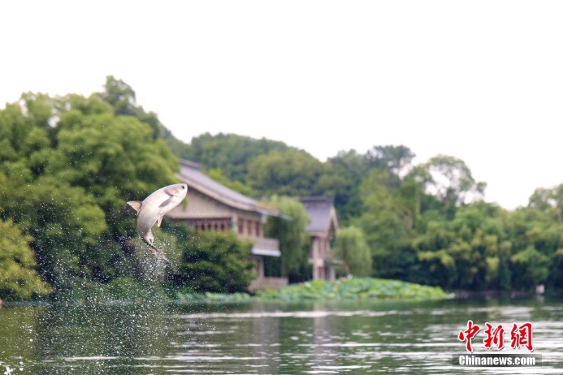 杭州西湖“魚躍龍門”吸引游人