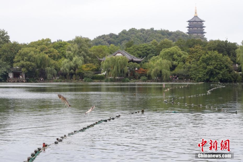 杭州西湖“魚躍龍門”吸引游人