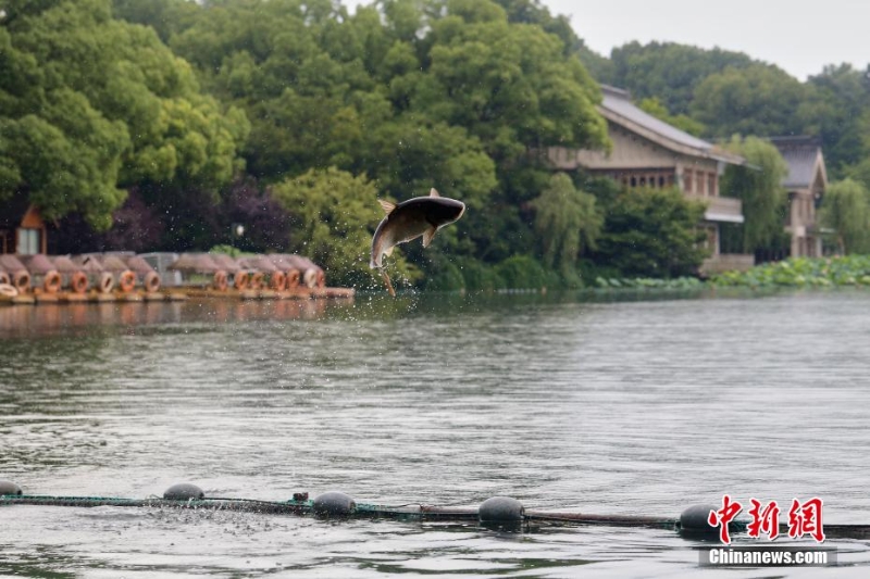 杭州西湖“魚躍龍門”吸引游人