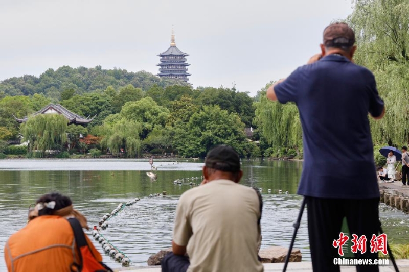 杭州西湖“魚躍龍門”吸引游人