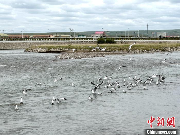 圖為青海湖北岸沙柳河魚鳥共生?！±铍h 攝