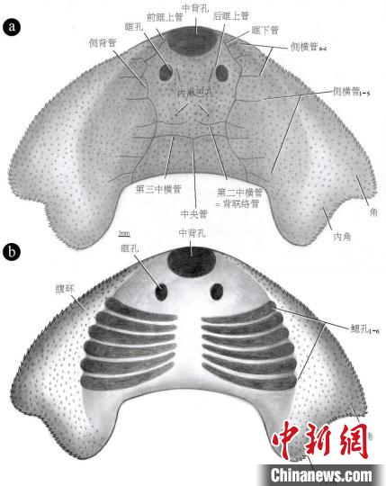 “眼鏡蛇大庸魚”化石復(fù)原圖(桂芳 繪) 研究團(tuán)隊(duì) 供圖