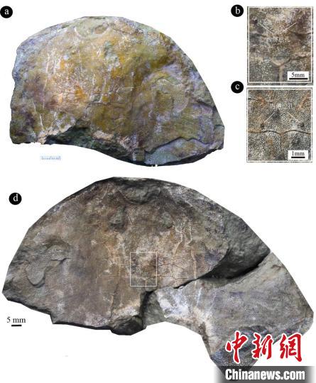 “眼鏡蛇大庸魚”化石照片及其頭頂一對“小孔”特寫(蓋志琨 
 攝)?！⊙芯繄F(tuán)隊(duì) 供圖