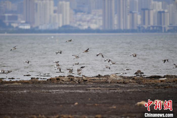 成群白腰杓鷸、大杓鷸等在灘涂上降落。　王海濱 攝