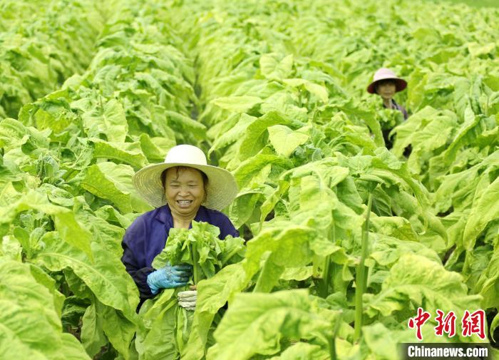 紅土地上振興路：特色產(chǎn)業(yè)帶動讓村民在“家門口”增收致富