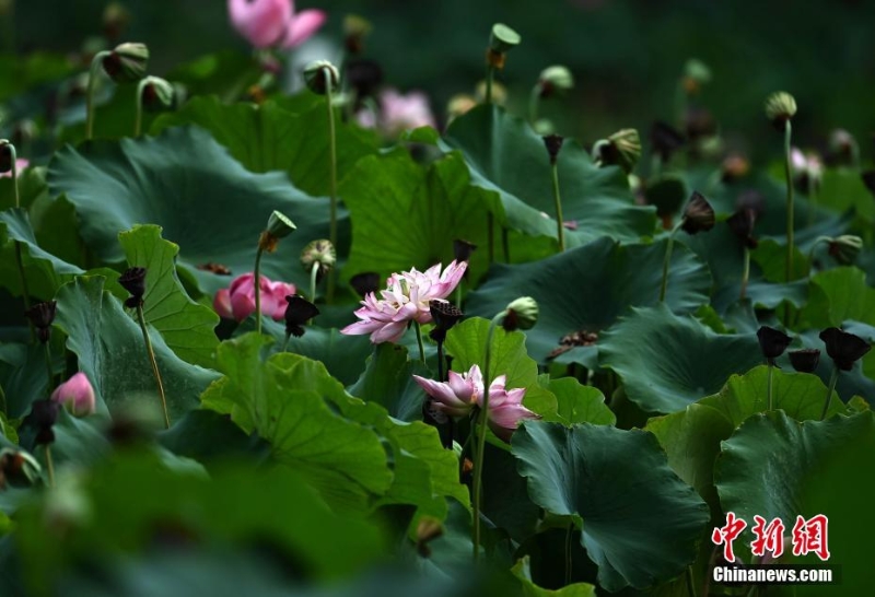 四川成都：“大暑”節(jié)氣荷花盛開