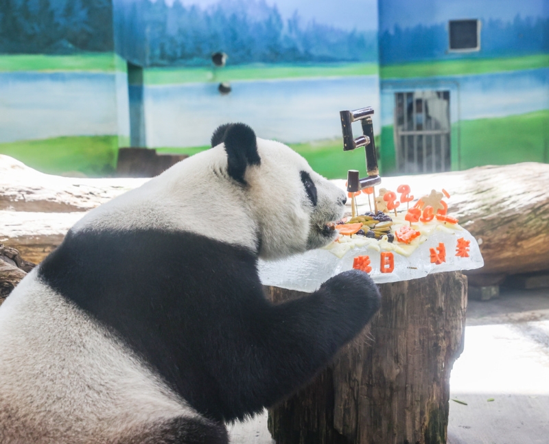 臺北市立動物園的大貓熊「圓圓」30日歡度19歲生日，保育員絞盡腦汁，運用大貓熊的日常食物制作專屬的「蛋糕」，為了給「圓圓」一個生日驚喜。（圖／記者羅永銘攝影）.jpg