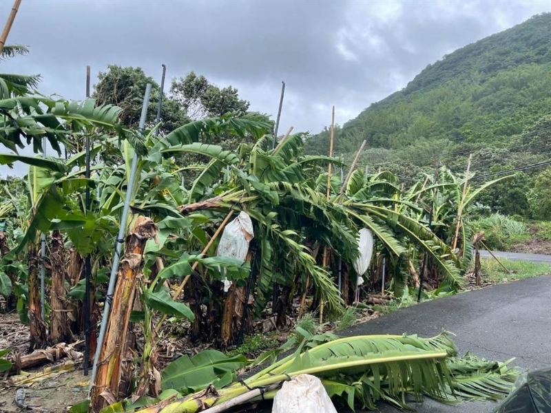 旗山區(qū)柯姓香蕉農(nóng)指出，這次?？麖?qiáng)風(fēng)暴雨造成香蕉樹傾倒嚴(yán)重。（林雅惠攝）