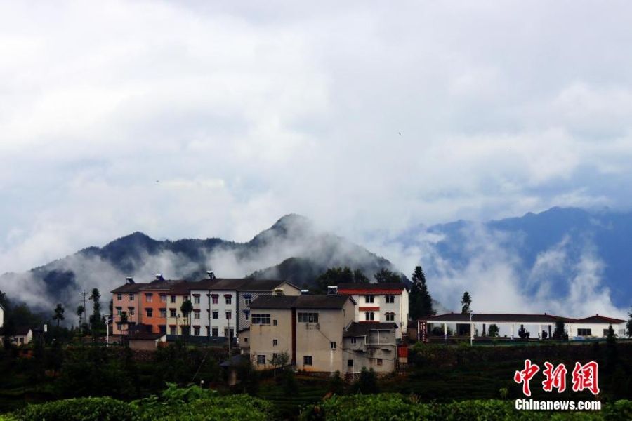 三峽壩區(qū)：“云海茶谷”風(fēng)景美如畫