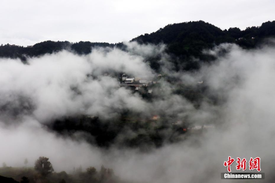 三峽壩區(qū)：“云海茶谷”風(fēng)景美如畫