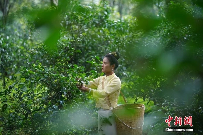 圖為景邁山茶農正在采摘茶葉。中新社記者 劉冉陽 攝