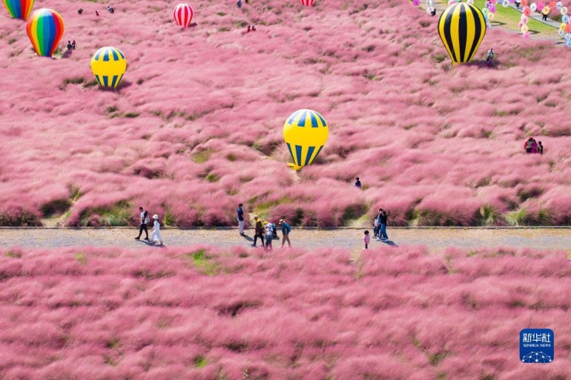 10月5日，在江蘇省南京八卦洲陌上花渡，游人在粉黛亂子草叢中游玩（無人機(jī)照片）。（圖源：新華社）