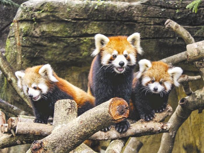 臺北市立動物園小貓熊。圖片來源：臺灣《中國時報》 臺北市立動物園提供