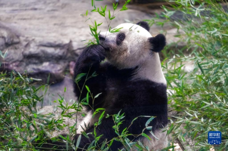 這是2月19日在日本東京上野動(dòng)物園拍攝的大熊貓“香香”。（圖源：新華社）