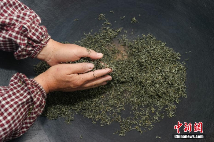 貴定縣云霧鎮(zhèn)一家茶葉加工坊工人用傳統(tǒng)手工方式將“云霧貢茶”揉制成形。瞿宏倫 攝