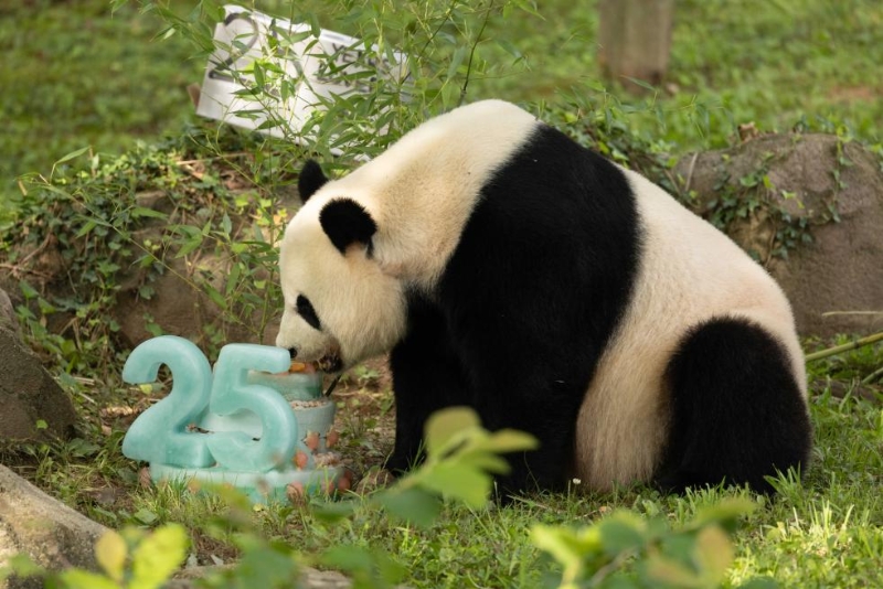 7月22日，在美國華盛頓史密森學會國家動物園，迎來25歲生日的大熊貓“美香”享用生日蛋糕。（圖源：新華社）