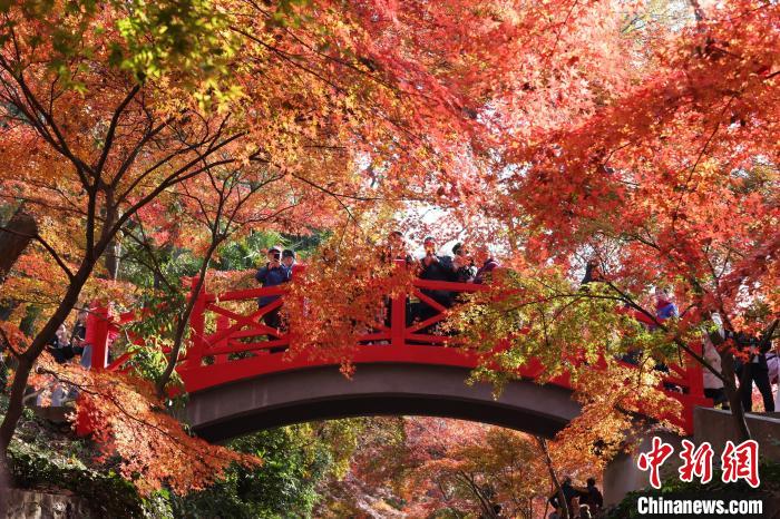 南京紫金山紅紅火火呈現(xiàn)多彩“楓”景