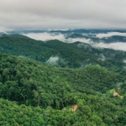 景邁山申遺成功 全球首個茶主題世界文化遺產花落中國