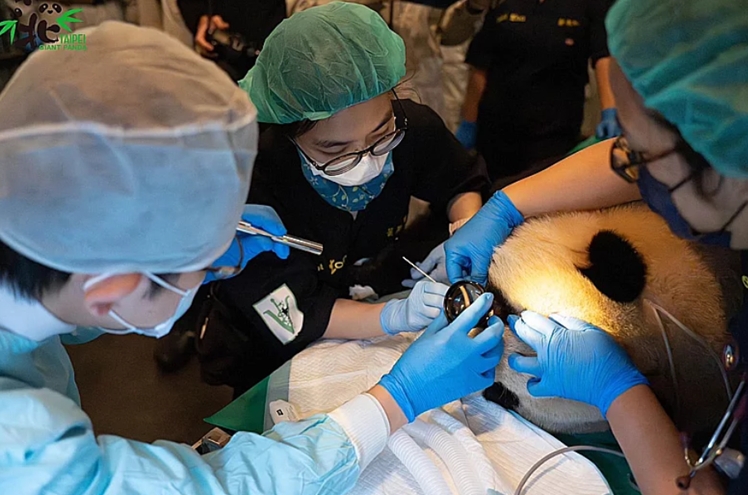 臺北市動物園近期為大熊貓家族健康檢查