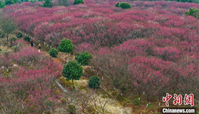 安徽肥西：紅梅綻放迎客來(lái)