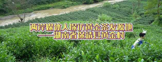 兩岸媒體人探訪黃金茶發(fā)源地——湖南保靖黃金村