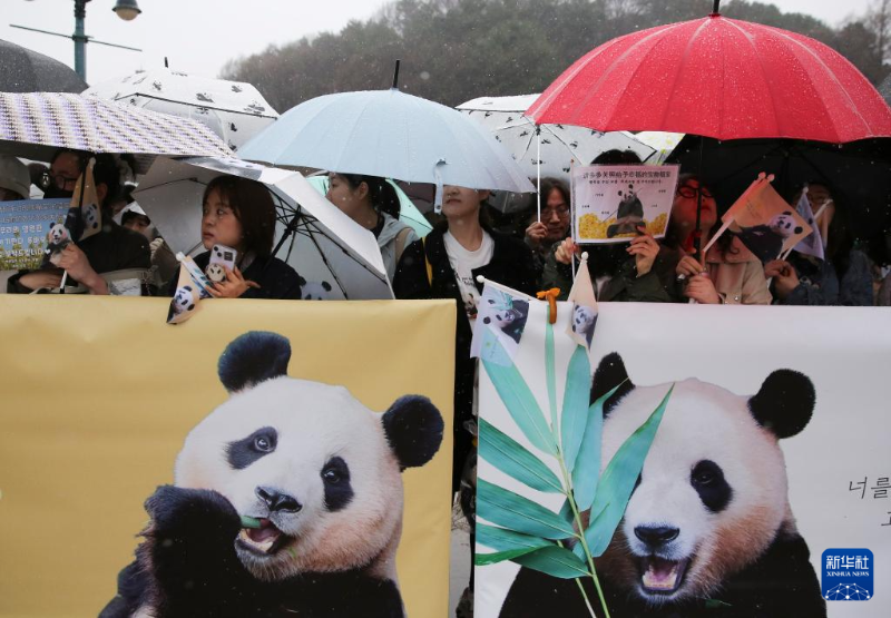 4月3日，人們在韓國京畿道龍仁市的愛寶樂園雨中送別大熊貓“福寶”。（圖源：新華社）