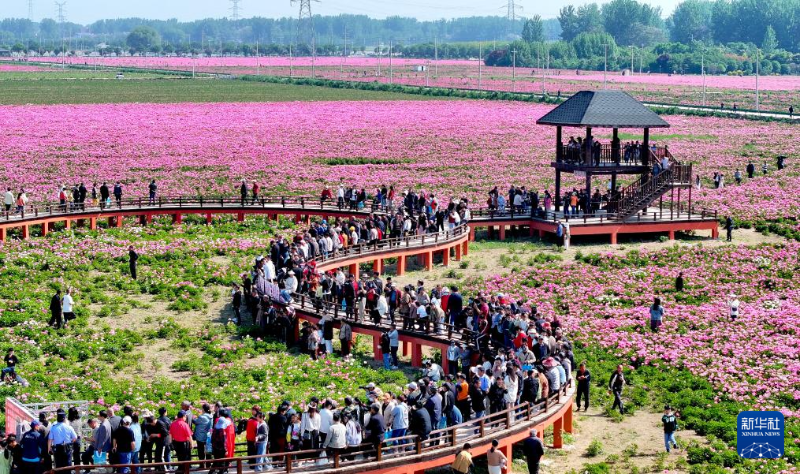 5月1日，在安徽省亳州市譙城區(qū)十八里鎮(zhèn)蔣李村，游人在芍藥花海里賞花游玩。（圖源：新華社）