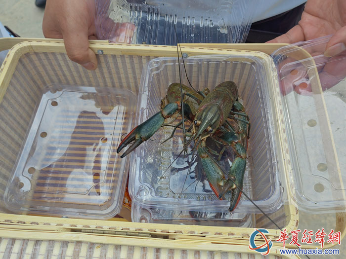 養(yǎng)殖的富硒淡水龍蝦。