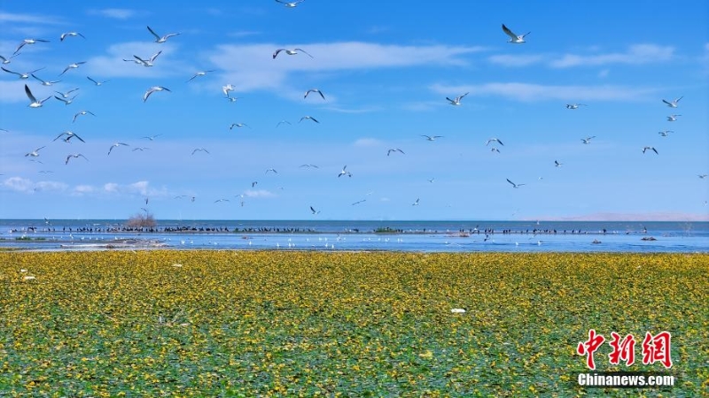 8月，中國最大內(nèi)陸淡水湖——新疆博斯騰湖千畝荇菜花開正盛，呈現(xiàn)出“一湖碧水半湖荇”的美麗畫卷。