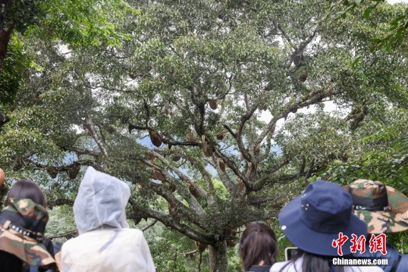 （聚焦中國高質(zhì)量發(fā)展）普洱景邁山古茶林文化景觀