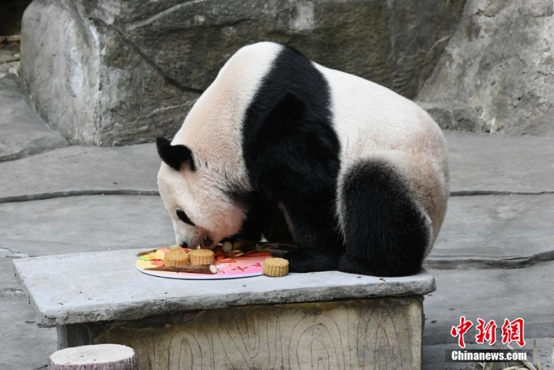 重慶動物園為動物送上特制月餅慶中秋