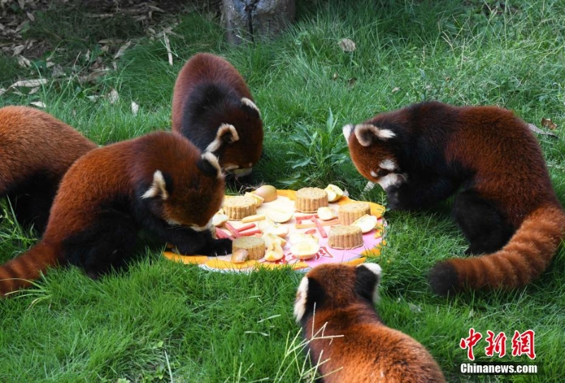 重慶動物園為動物送上特制月餅慶中秋